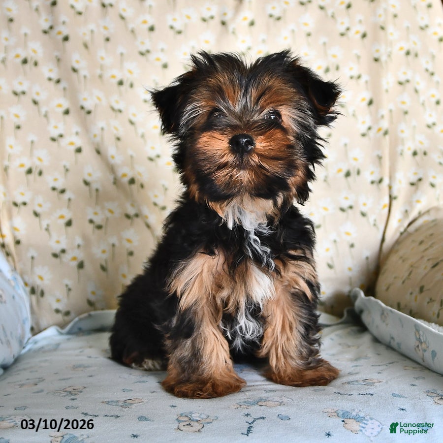 Yorkshire Terrier dogs Penny - Ad 1