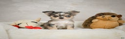 Chihuahua dogs for sale: Bella - Ad 2