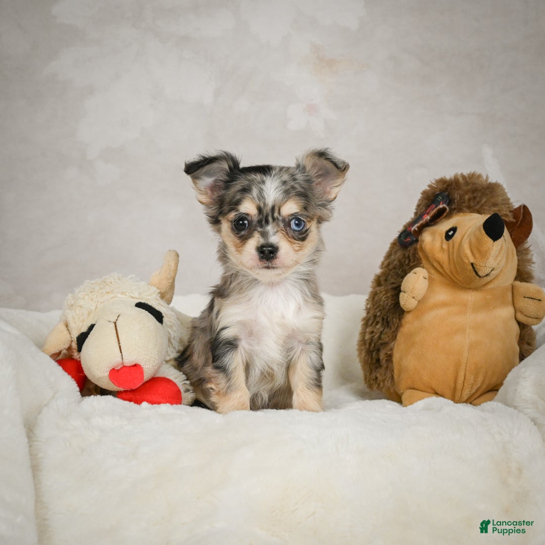 Chihuahua dogs for sale: Bella - Ad 2