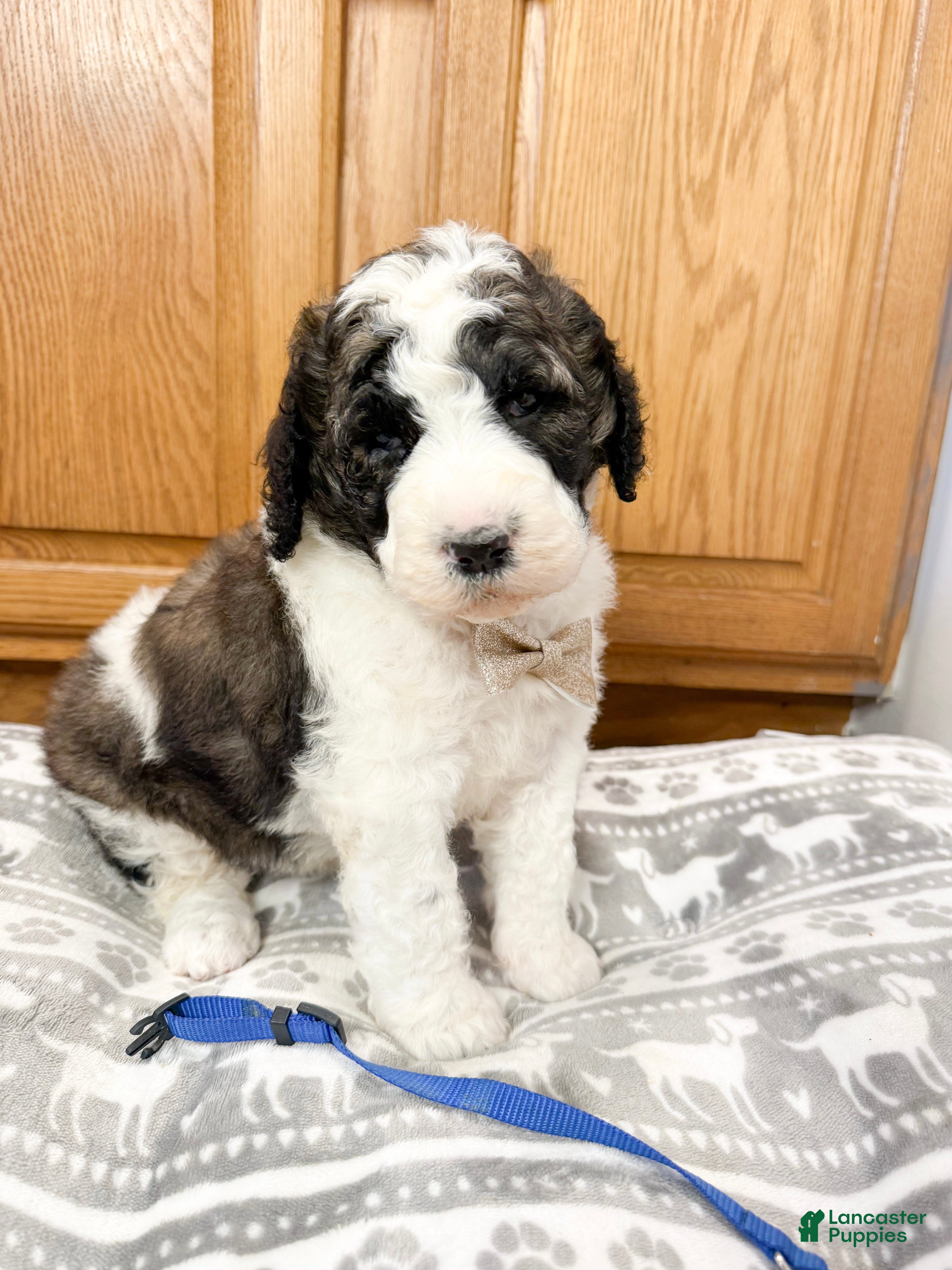 Saint Berdoodles dogs Graham - Ad 2