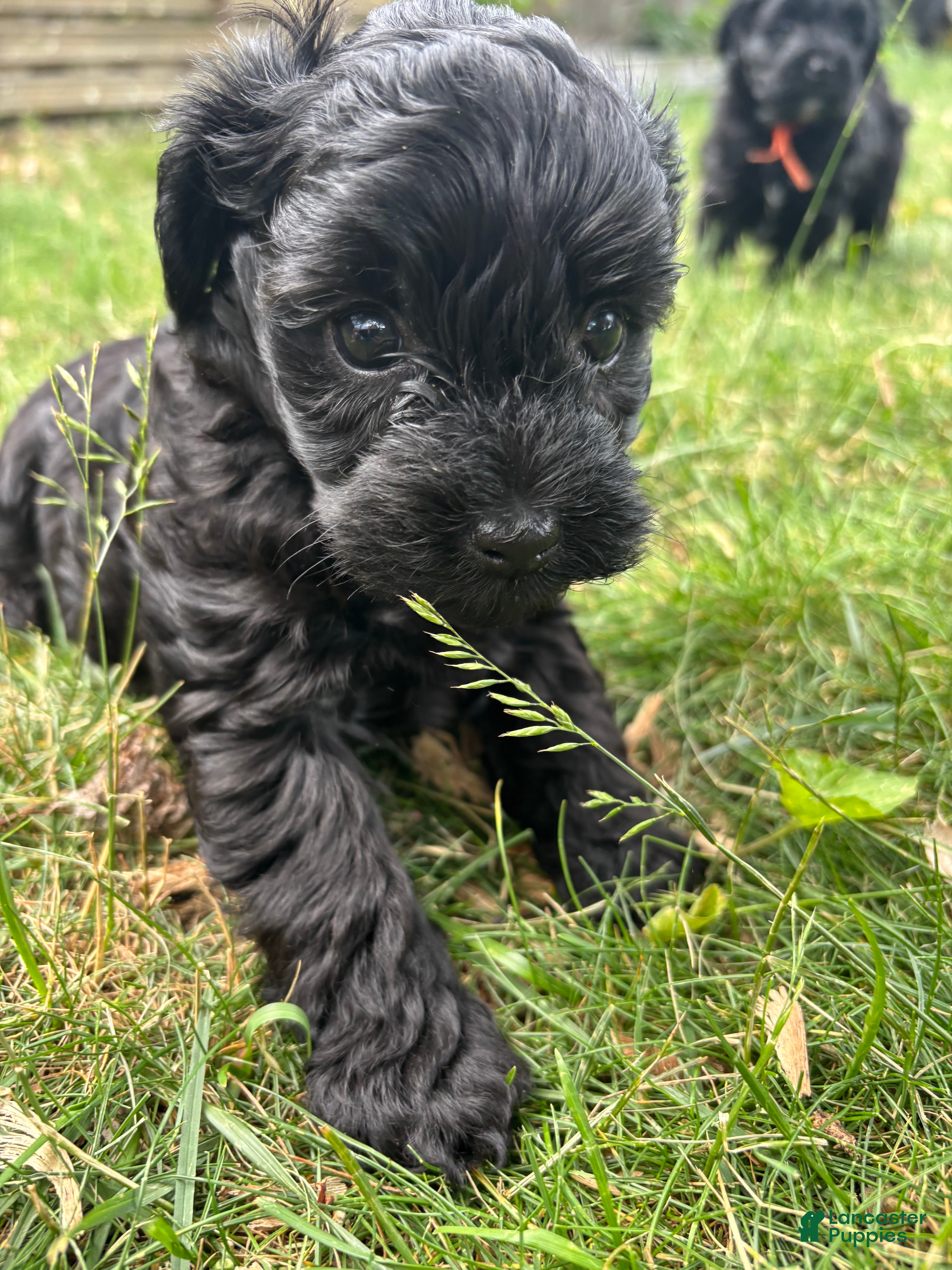 Yorkiepoo dogs Ringo - Ad 1