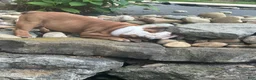 English Bulldog dogs for sale: Tracie - Ad 8