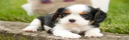 Cavalier King Charles Spaniel dogs for sale: Elliot - Ad 5