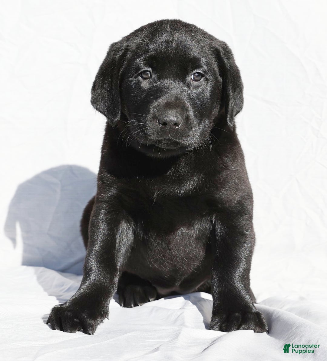 Labrador Retriever dogs for sale: Jingles - Ad 9