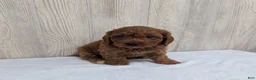 Cavapoo dogs for sale: Archie - Ad 5