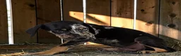 Catahoula Leopard Dog dogs for sale: Gypsie 2026 Male 2 - Ad 9