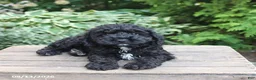 Cockapoo dogs for sale: Dallas - Ad 1