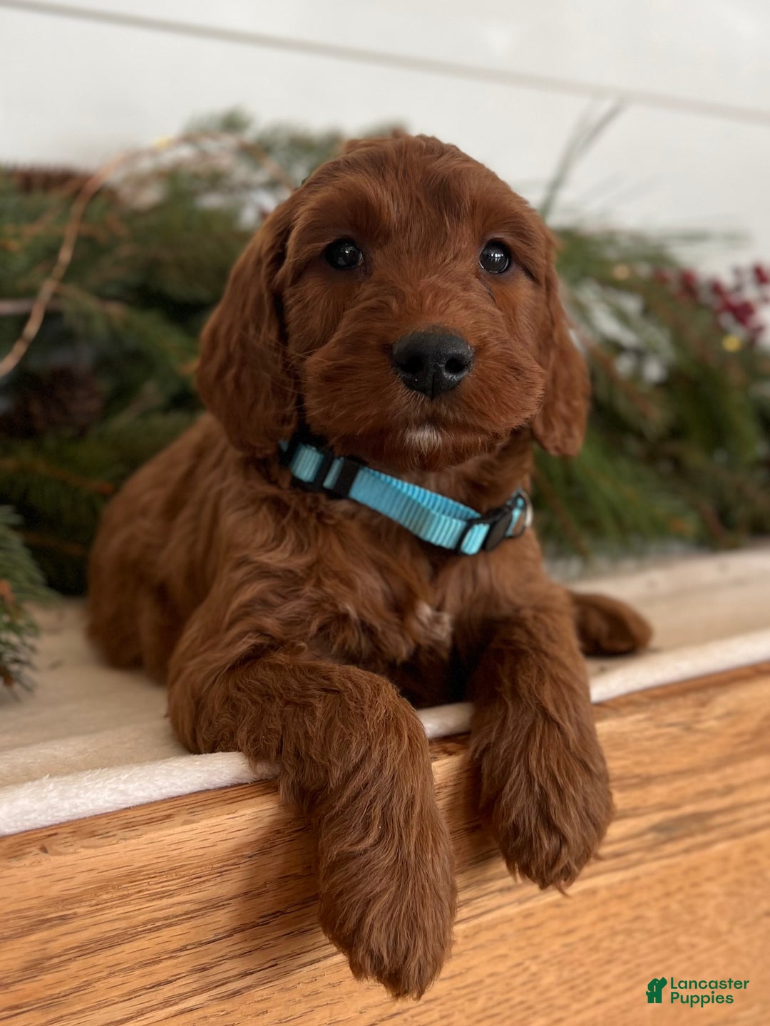 Irish Doodle dogs for sale: Garrett - Ad 5