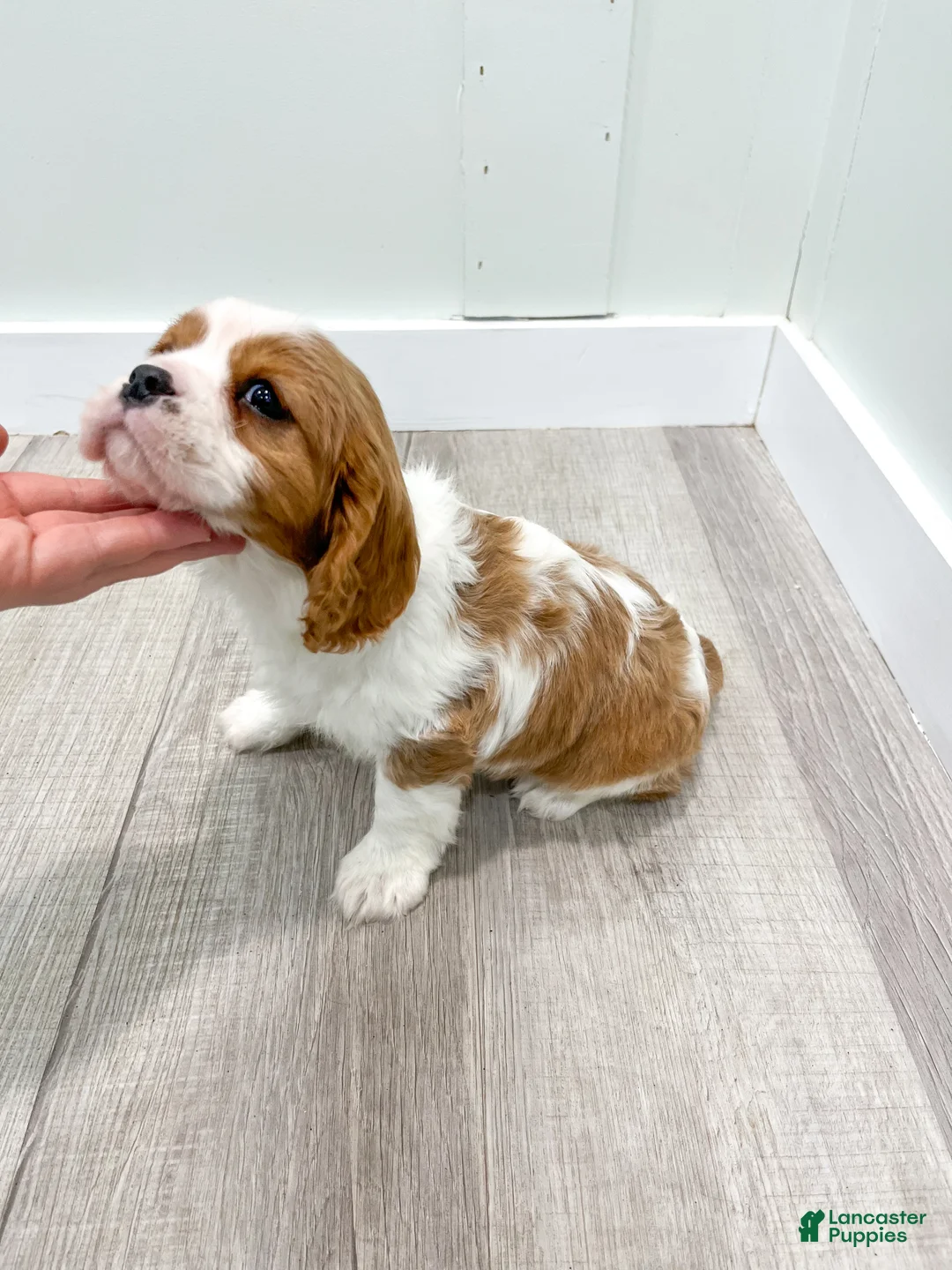 Cavalier King Charles Spaniel dogs for sale: Vinnie - Ad 7