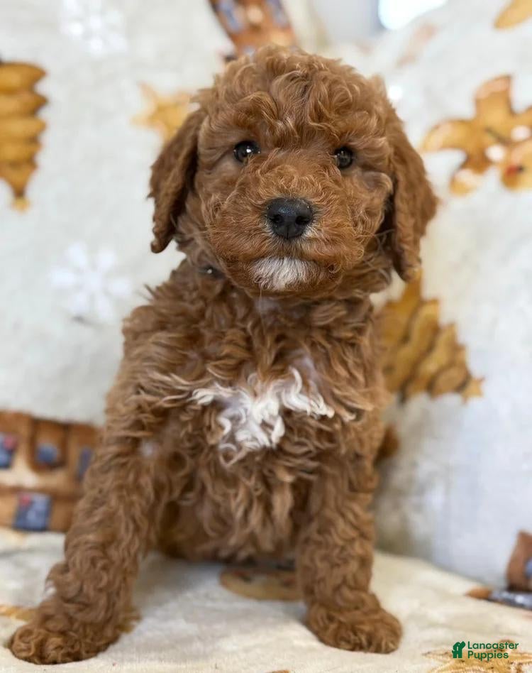 Cavapoo dogs Jamie - Ad 4