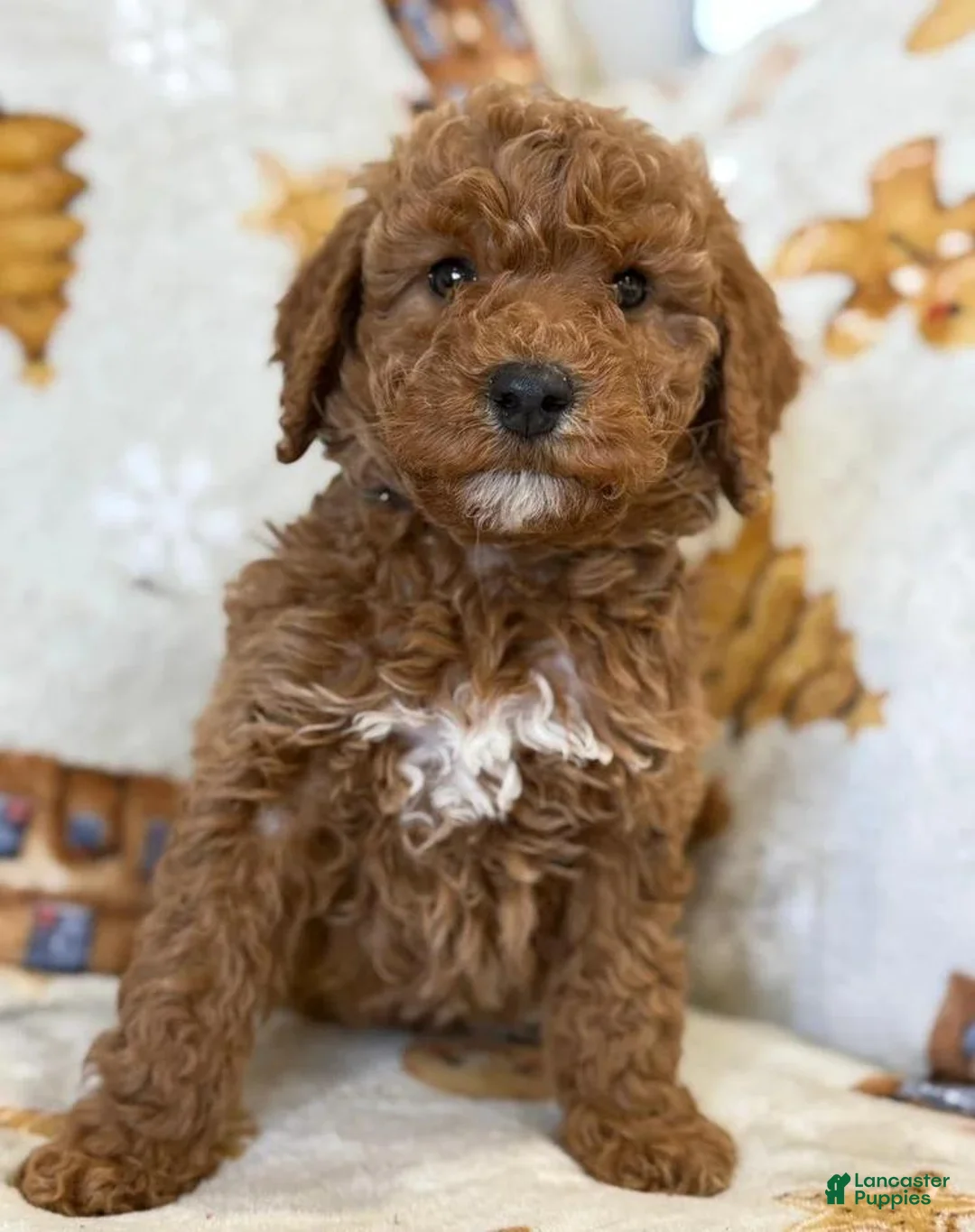 Cavapoo dogs for sale: Jamie - Ad 1
