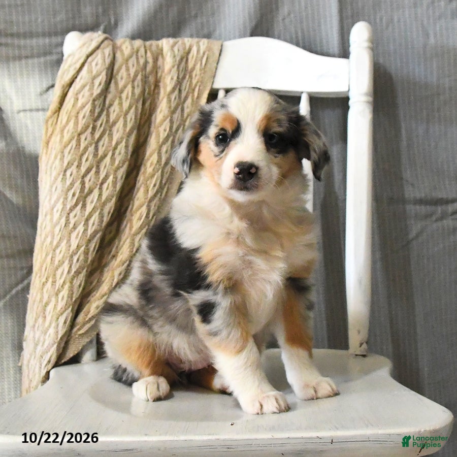 Miniature Australian Shepherd dogs for sale: Tinsel - Ad 2