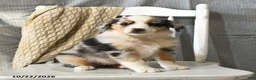 Miniature Australian Shepherd dogs for sale: Tinsel - Ad 2