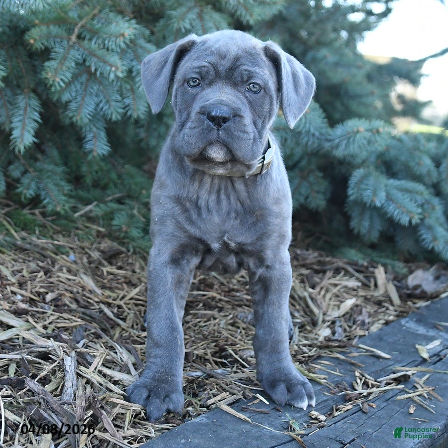 Cane Corso dogs Horizon - Ad 1