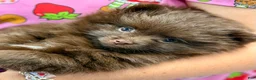 Pomeranian dogs for sale: Teddy - Ad 3