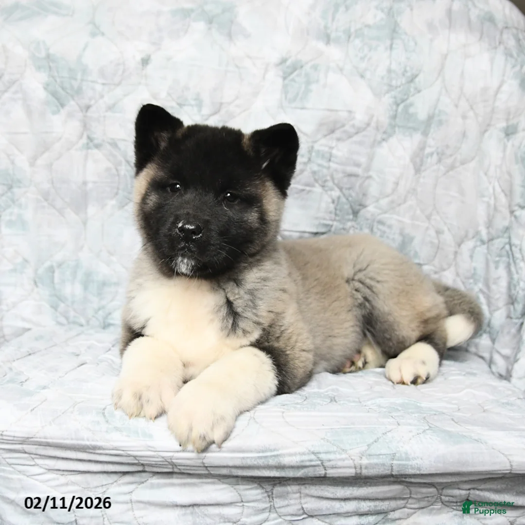 Akita dogs for sale: Peanuts - Ad 4