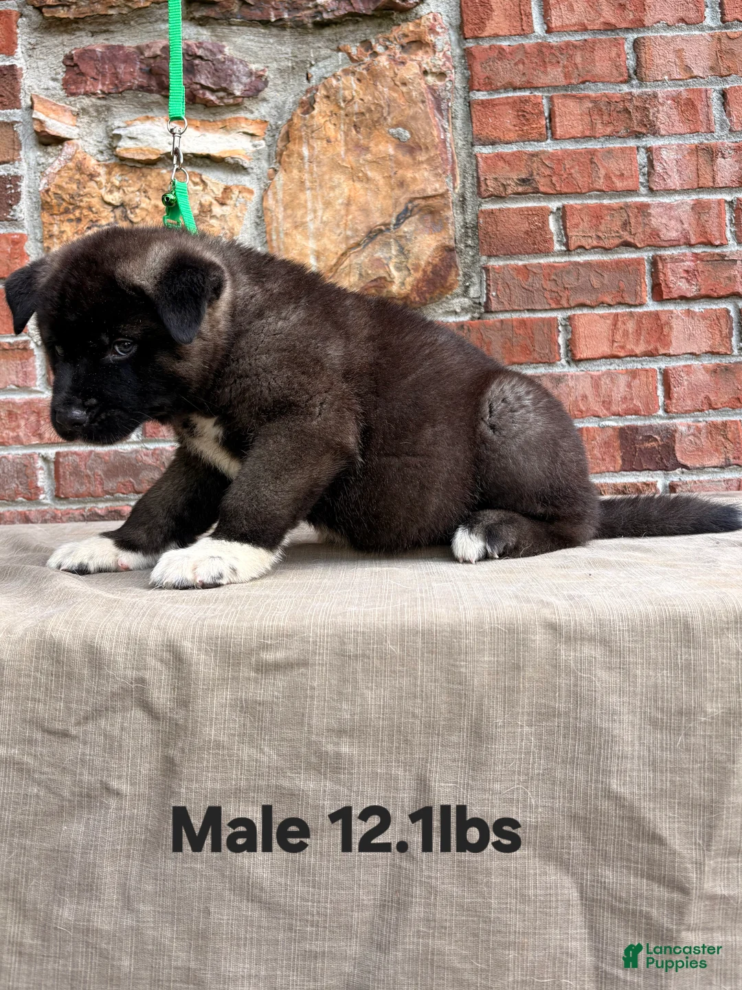 Akita dogs for sale: Akita Puppy 5 - Ad 2