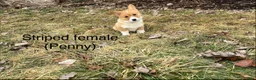 Welsh Corgi Pembroke dogs for sale: Welsh Corgi Pembroke Puppy 3 - Ad 2