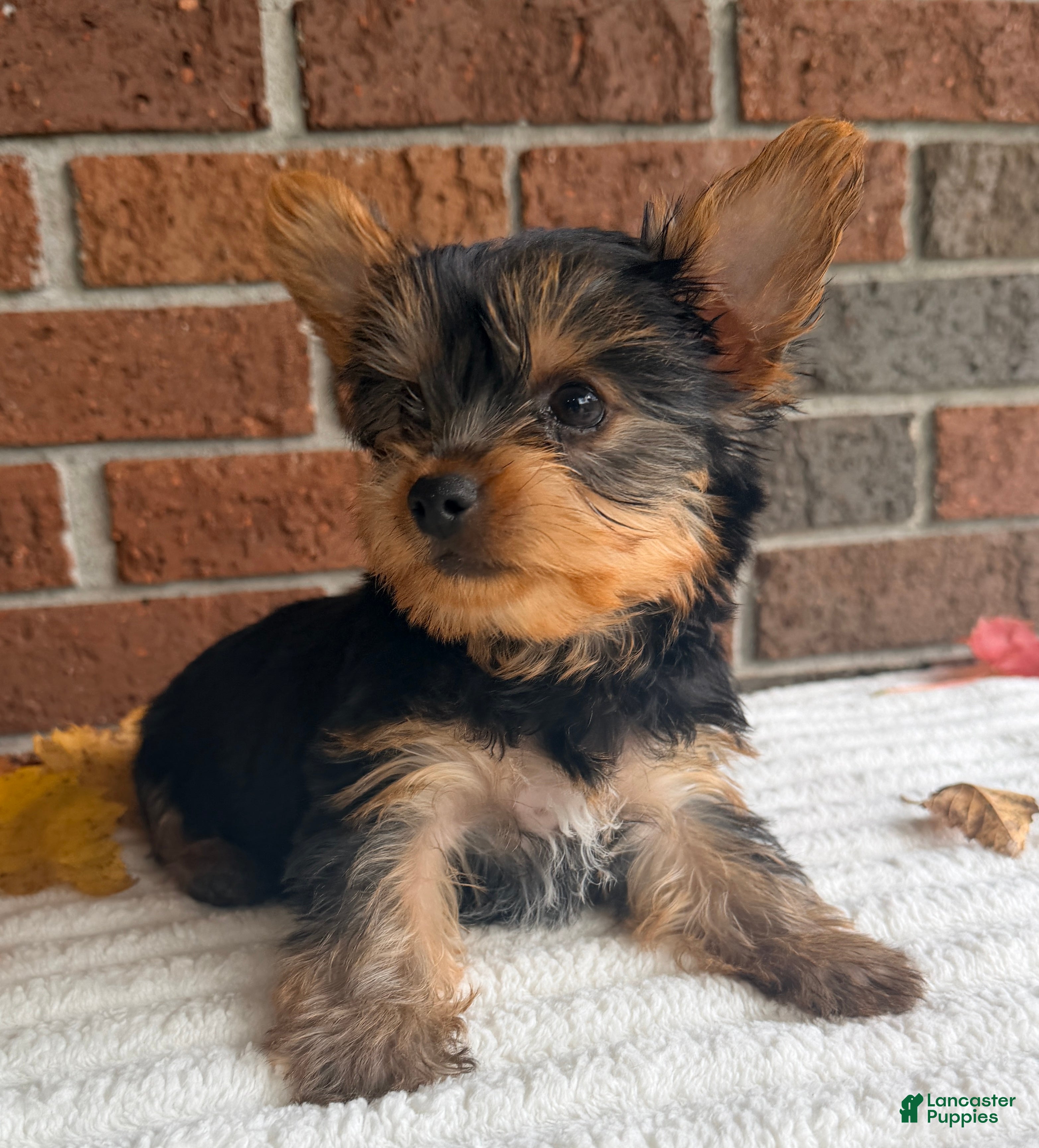 Yorkshire Terrier dogs for sale: Aspen - Ad 2