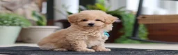Maltipoo dogs for sale: Kenny - Ad 2