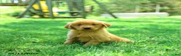 Golden Retriever dogs for sale: Polly - Ad 1