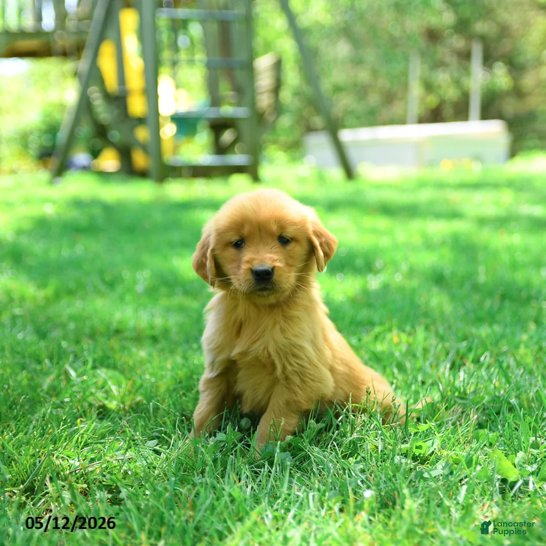 Golden Retriever dogs for sale: Polly - Ad 1