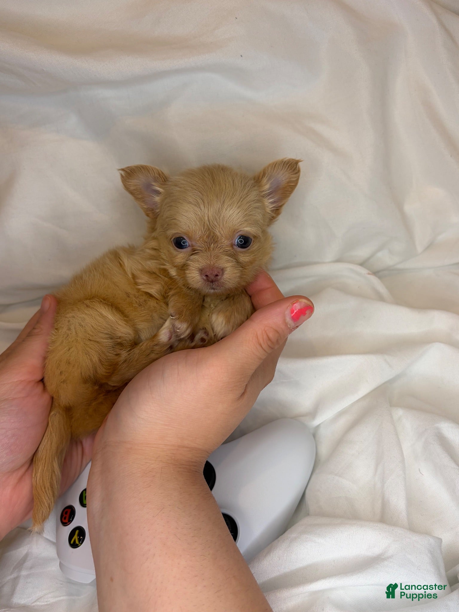 Chihuahua dogs for sale: Tiny apple head long hair charting under 3lbs - Ad 2