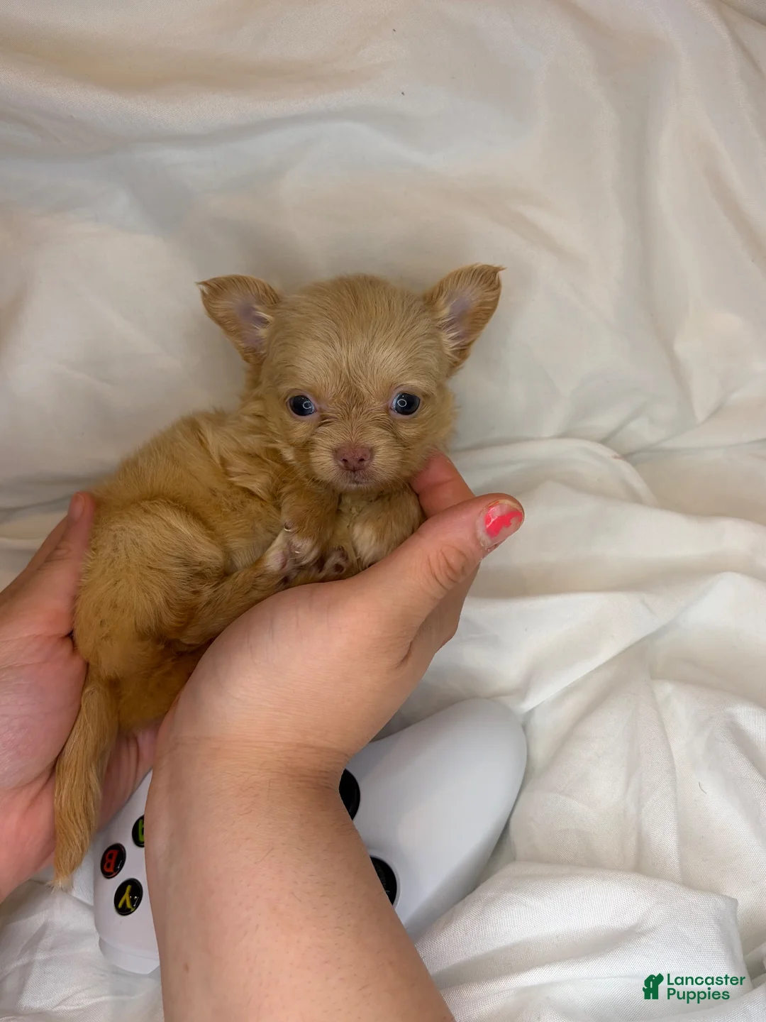 Chihuahua dogs for sale: Tiny apple head long hair charting under 3lbs - Ad 1