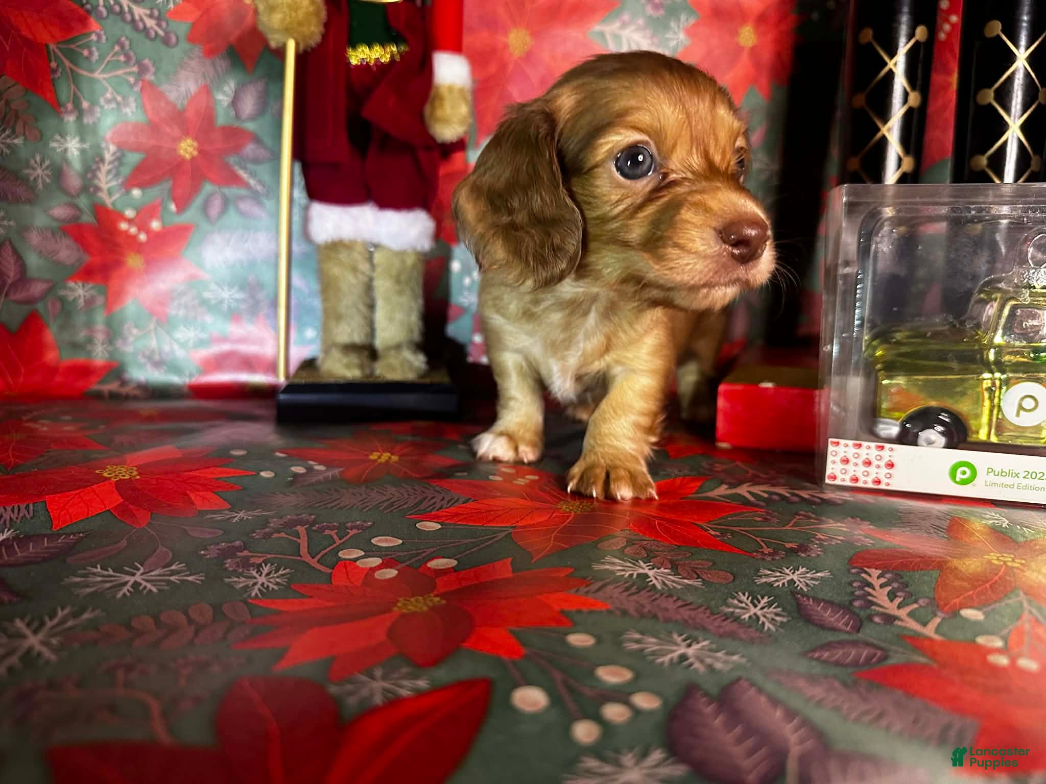 Dachshund dogs Lola bunny - Ad 27