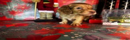 Dachshund dogs for sale: Lola bunny - Ad 1