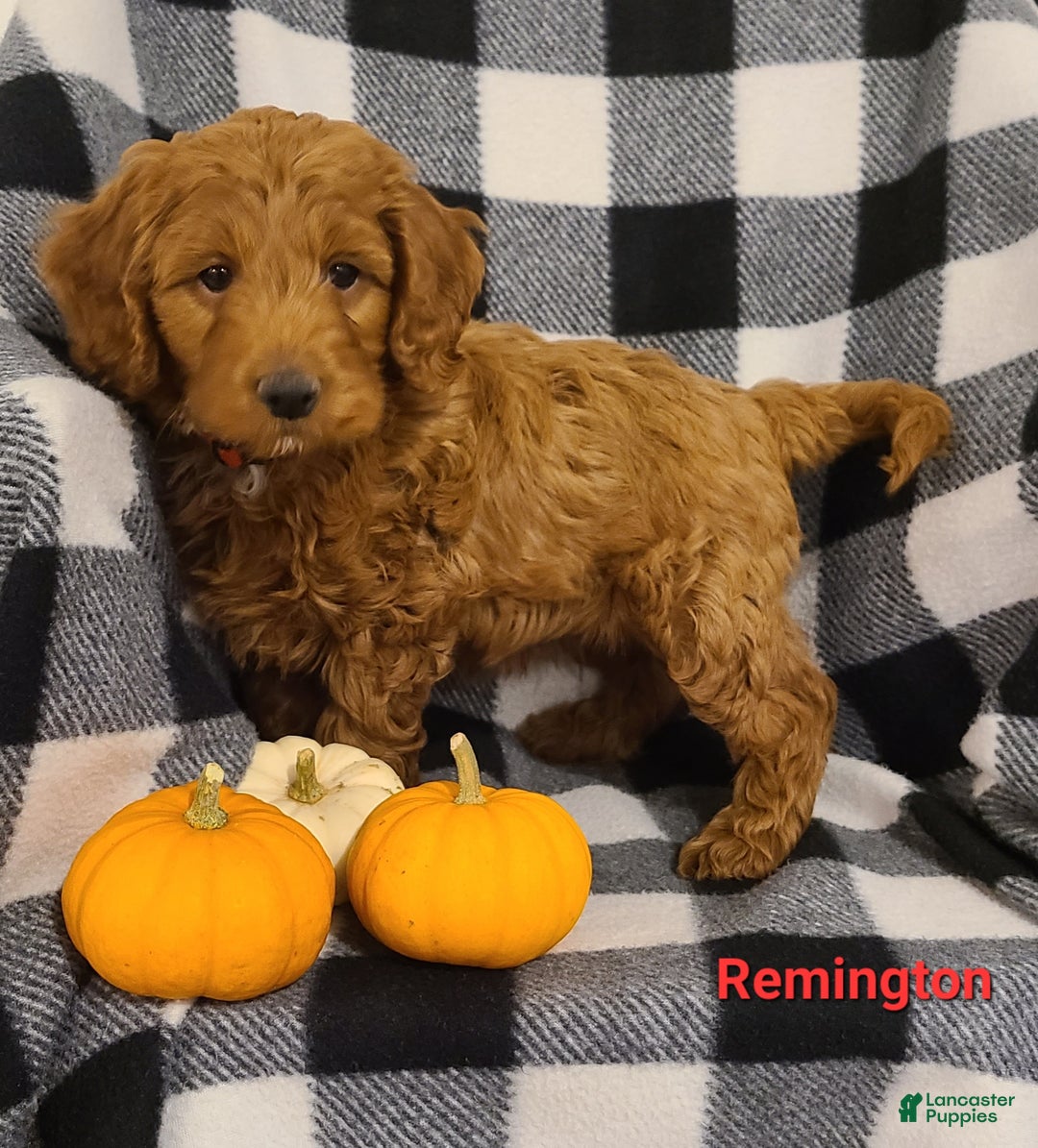 Cockapoo dogs for sale: Remington - Ad 3
