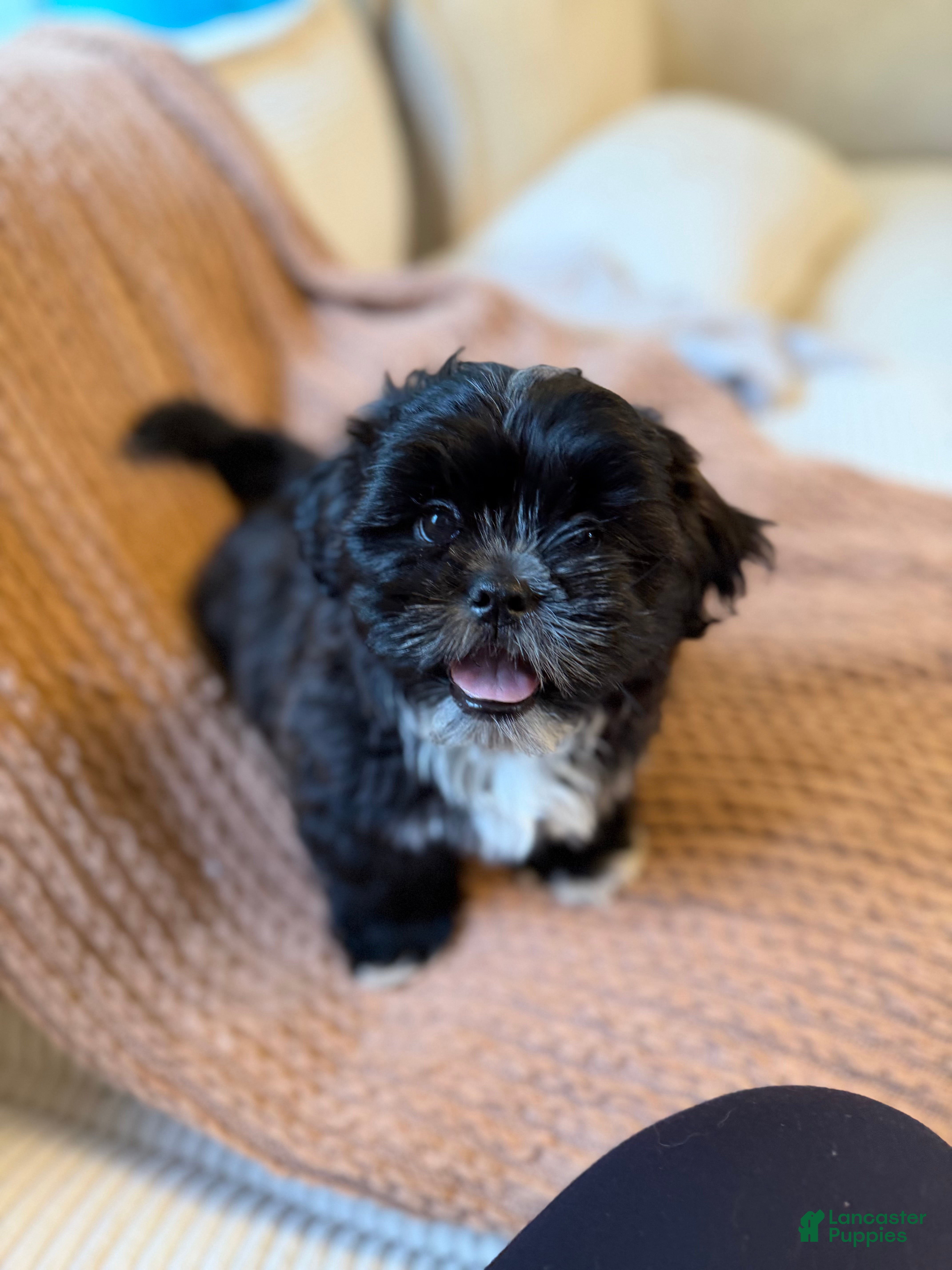 Shih Tzu dogs Milo  - Ad 2