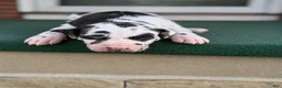 Great Dane dogs for sale: Harley  - Ad 4