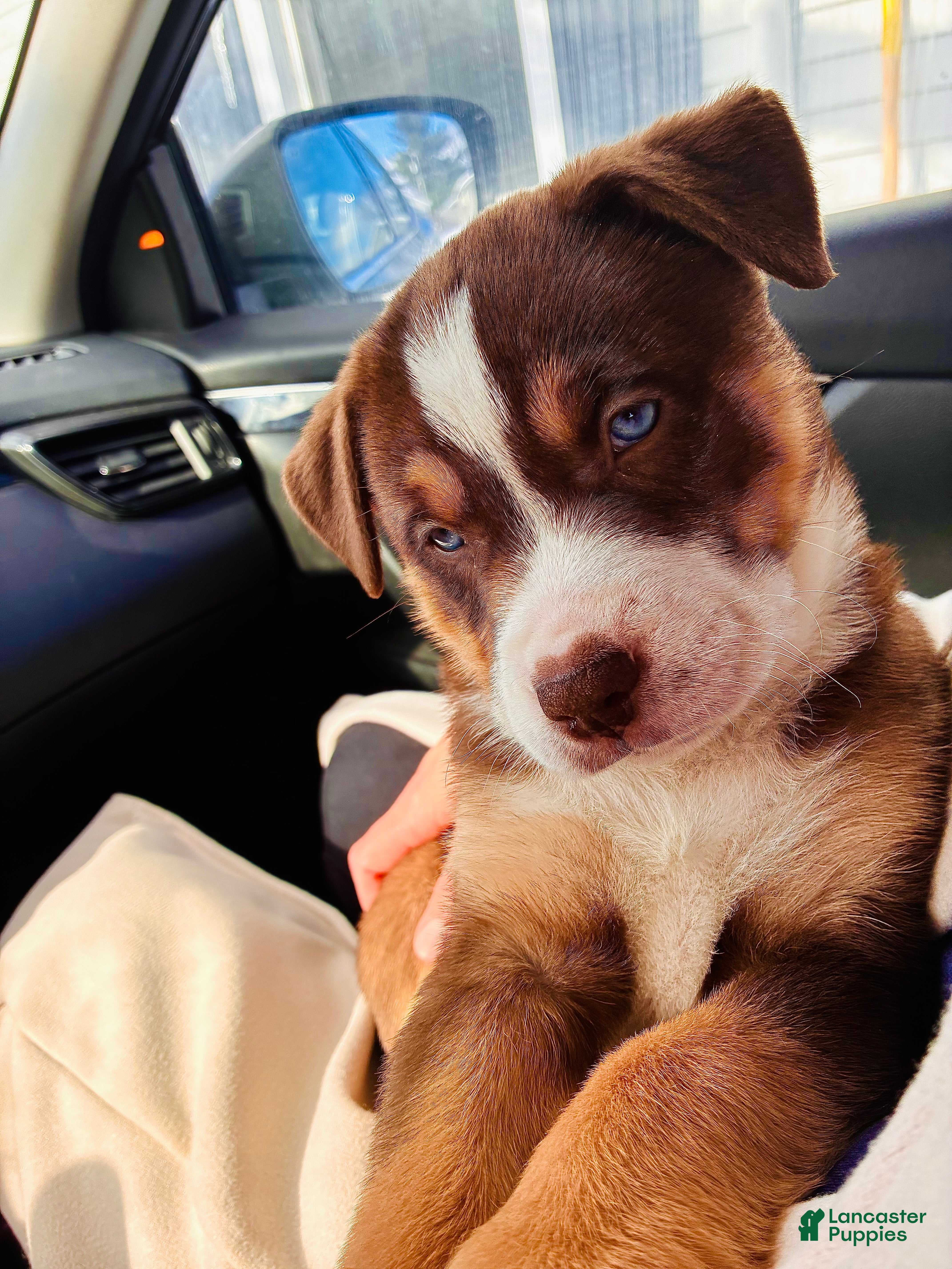 Pitsky dogs Pitsky Puppy 1 - Ad 2