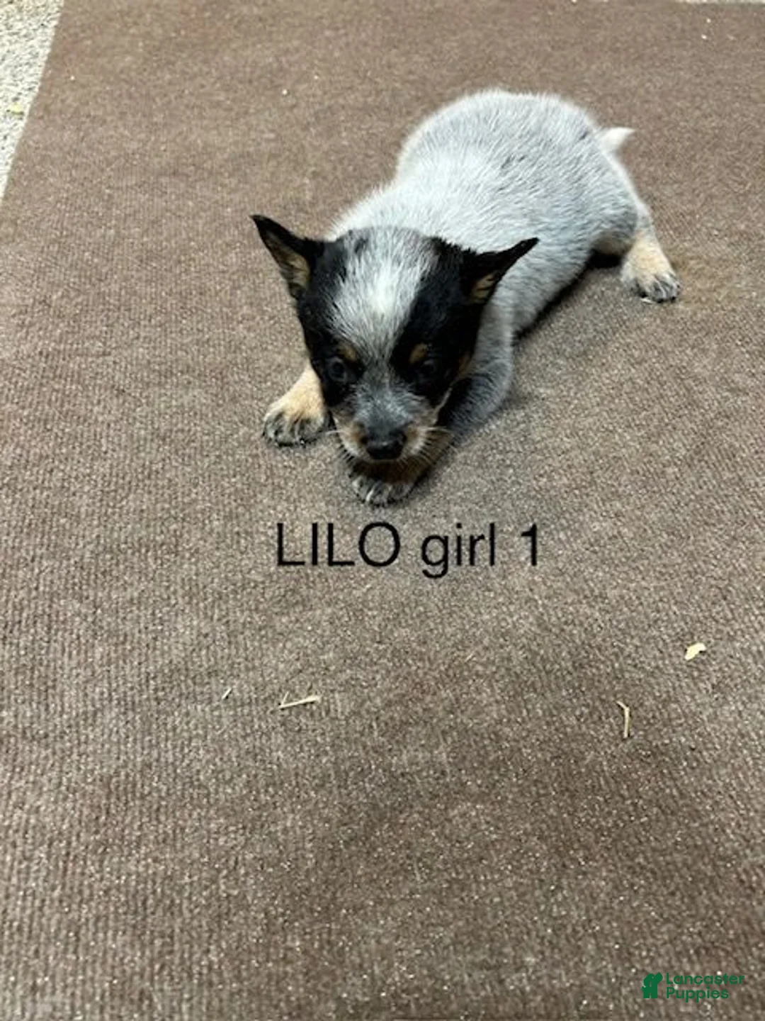 Australian Cattle Dog dogs for sale: Australian Cattle Dog 1 - Ad 1