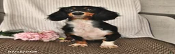 Miniature Dachshund dogs for sale: Karla - Ad 6