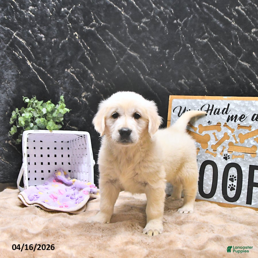 Golden Retriever dogs Missy - Ad 1