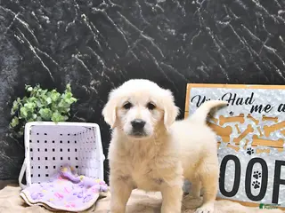 Golden Retriever dogs for sale: Missy - Ad 3
