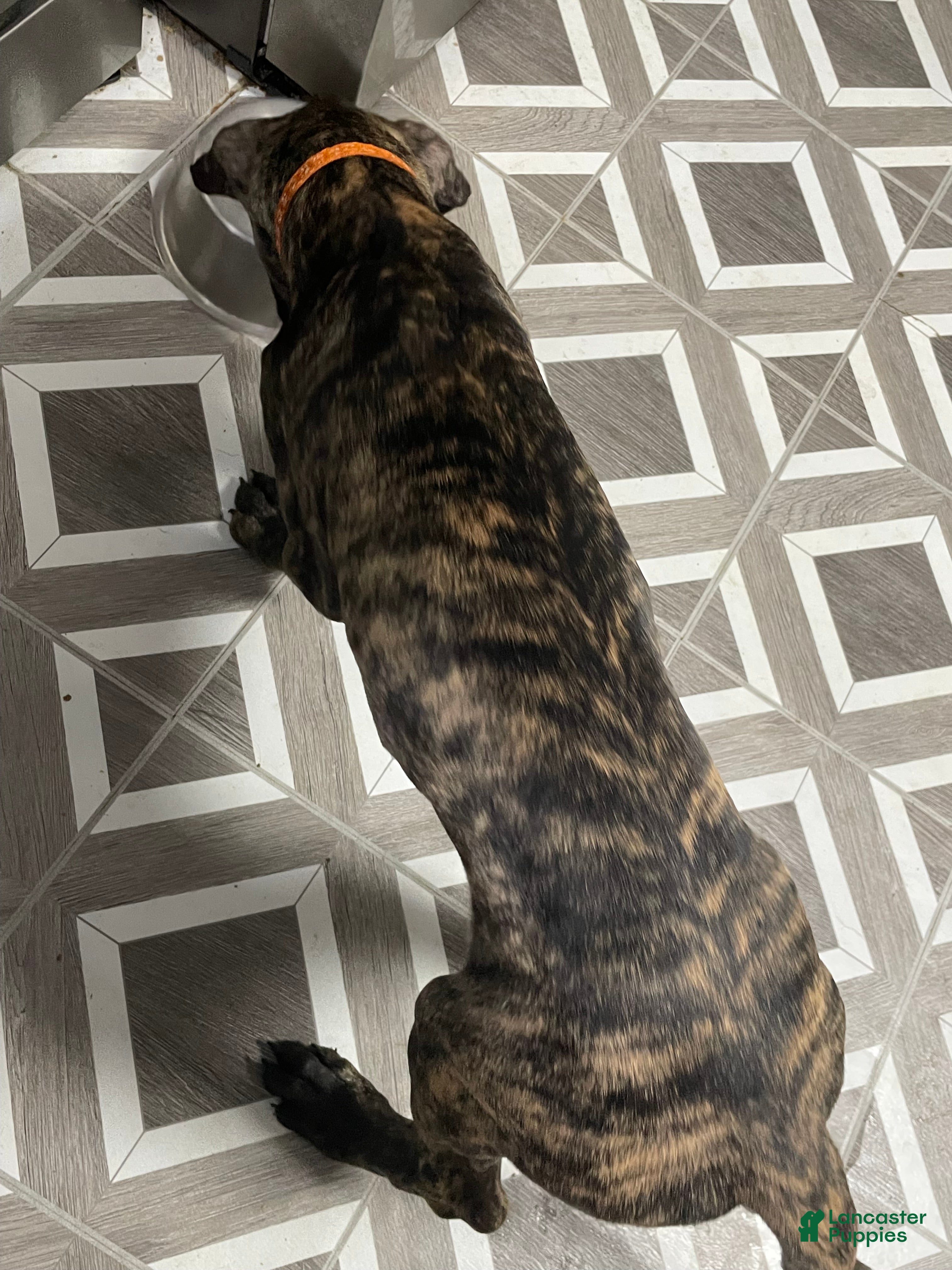 Great Dane dogs Chevy - Ad 2