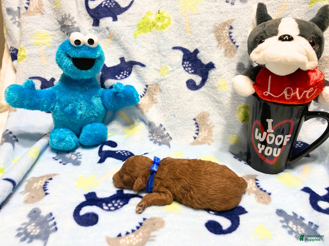 Toy Poodle dogs for sale: Teddy - Ad 3