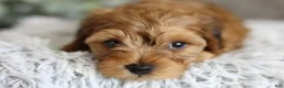 Yorkiepoo dogs for sale: Reggie - Ad 10