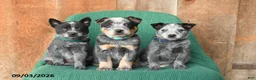Australian Cattle Dog dogs for sale: Dexter - Ad 3