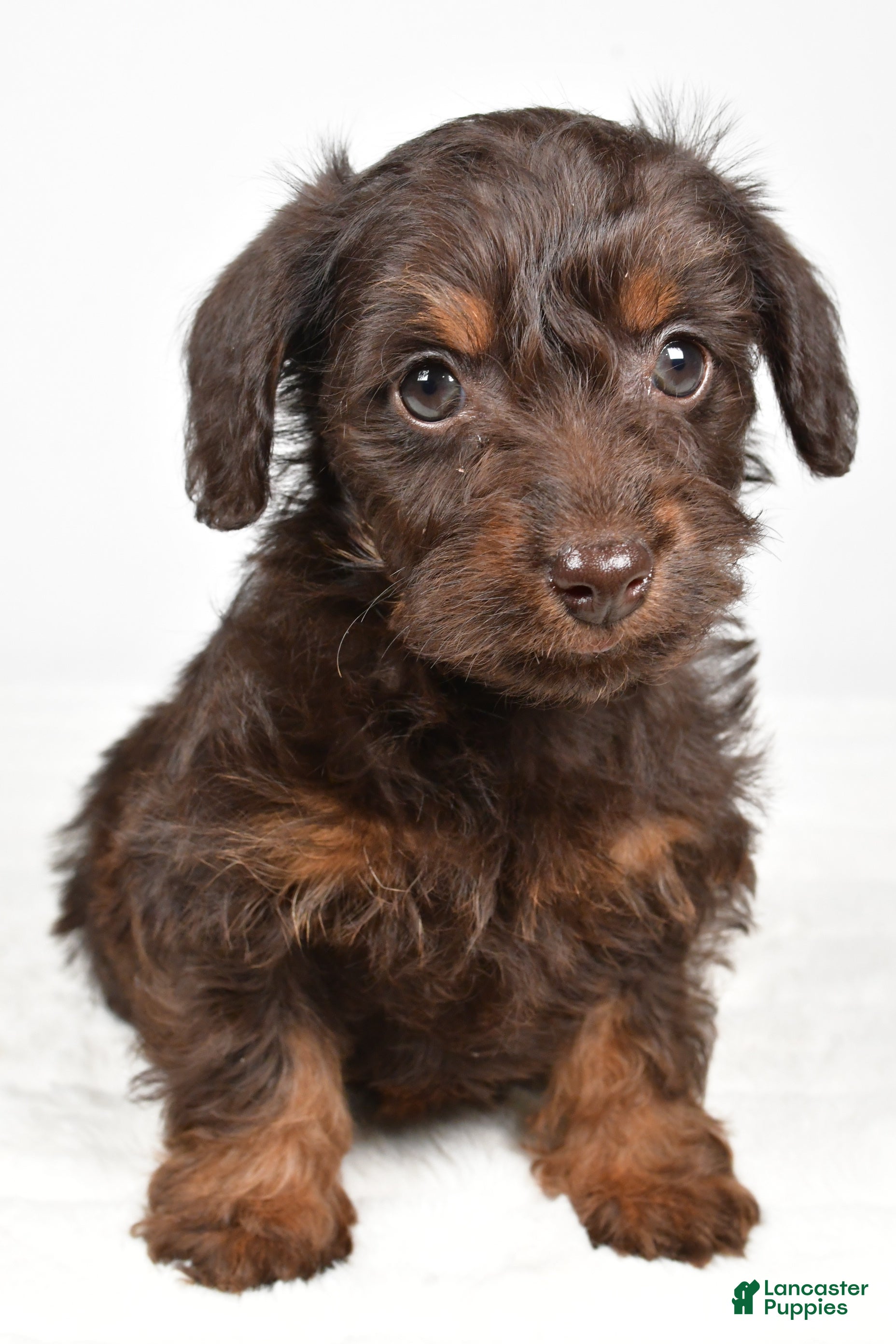 Mixed Breed dogs Twinkle - Ad 6