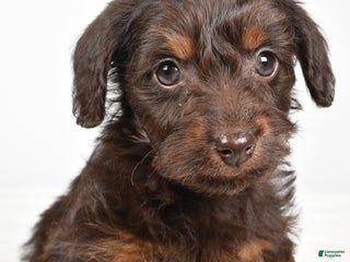 Mixed Breed dogs Twinkle - Ad 8