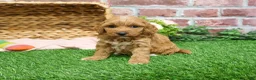 Mini Goldendoodle dogs for sale: Macaroni  - Ad 12