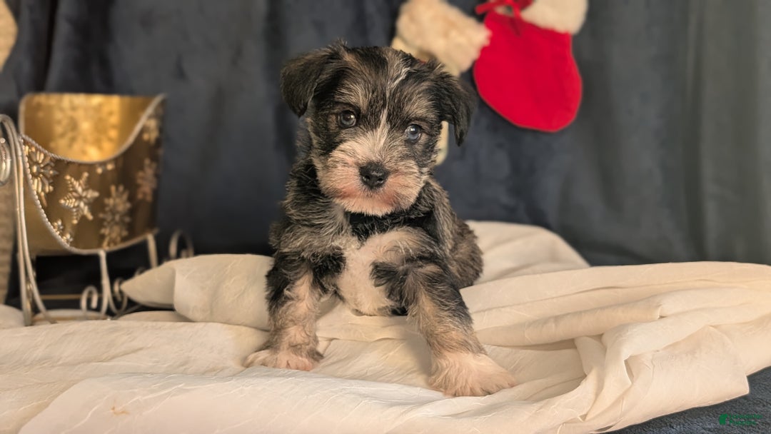 Miniature Schnauzer dogs for sale: Willow  - Ad 8