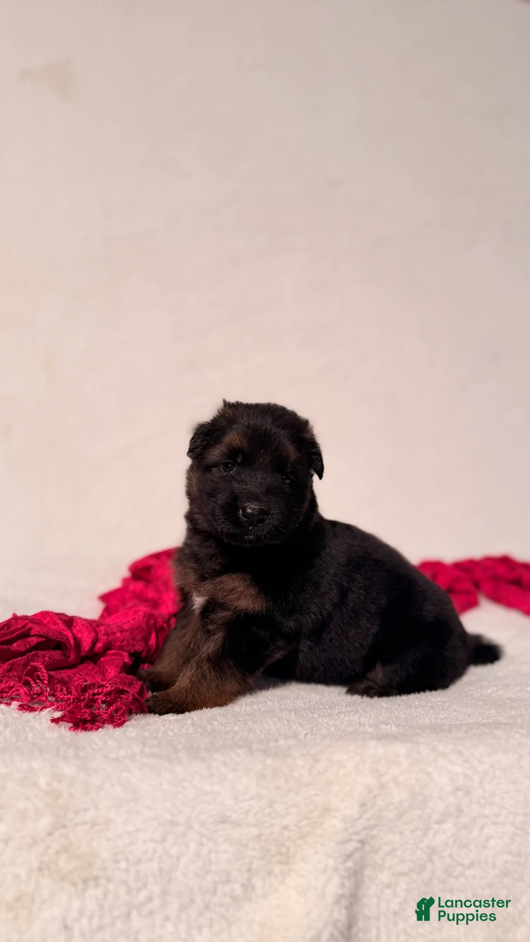 German Shepherd dogs for sale: German Shepherd Puppy 3 - Ad 1