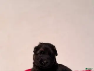 German Shepherd dogs German Shepherd Puppy 3 - Ad 27