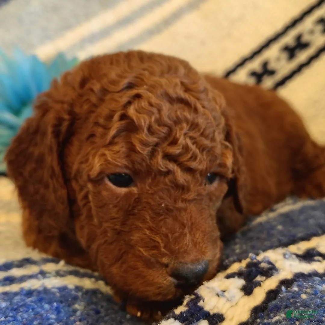 Mini Goldendoodle dogs for sale: Shnooki - Ad 1