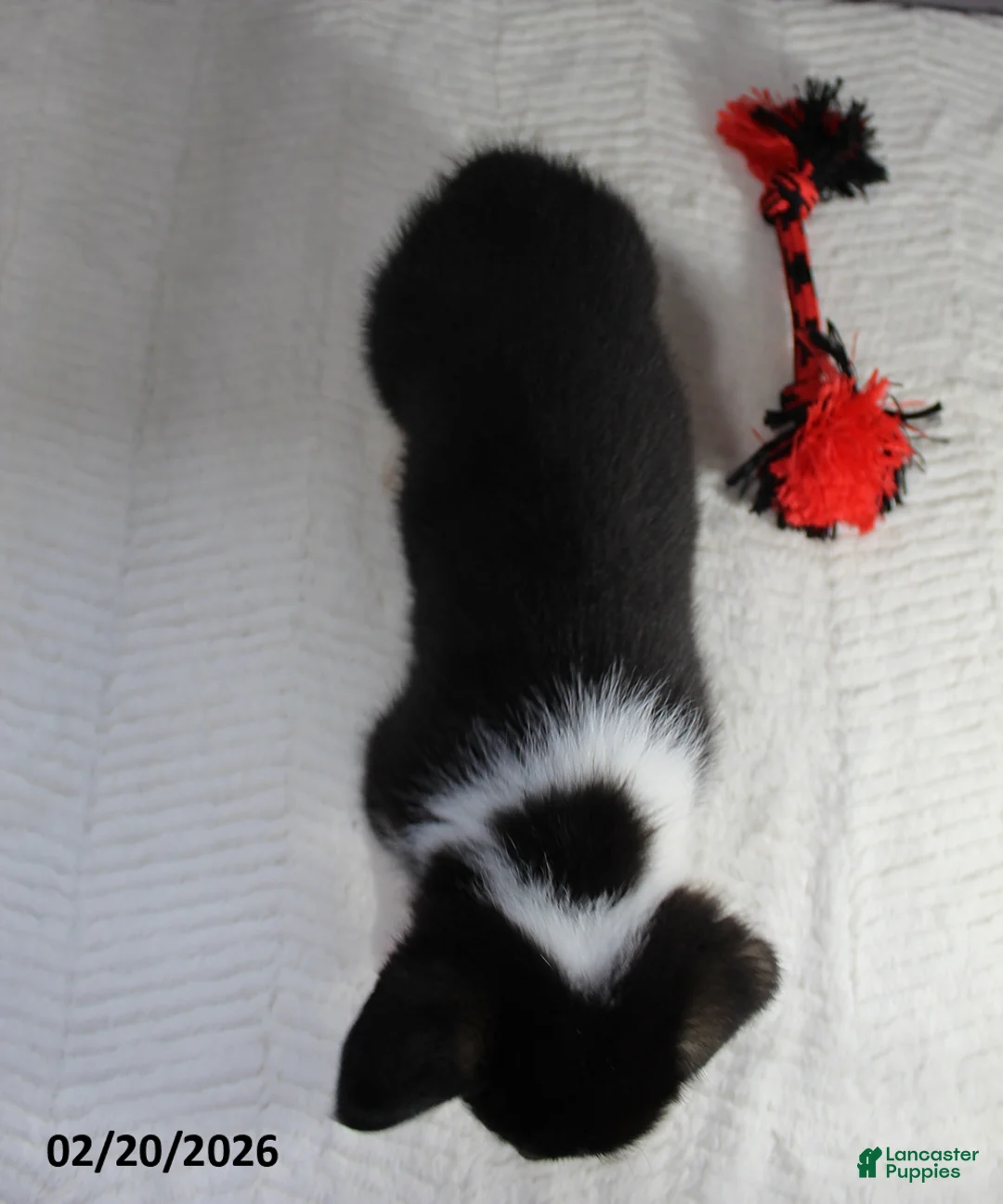 Welsh Corgi Pembroke dogs for sale: Bella   - Ad 5